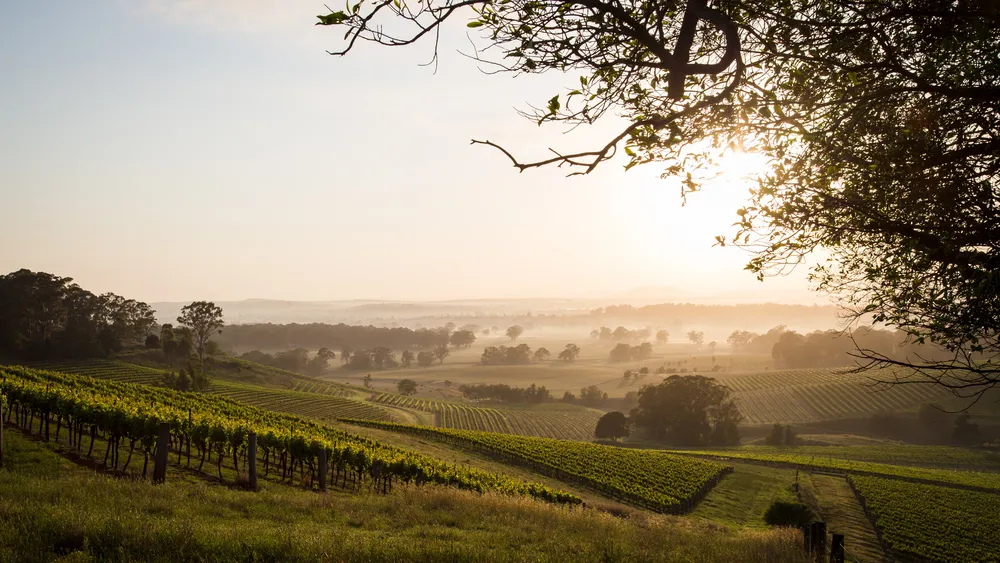 Rolling Hunter Valley vineyard rows at sunrise with morning mist over the surrounding hills